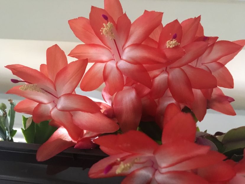  - Schlumbergera 2017