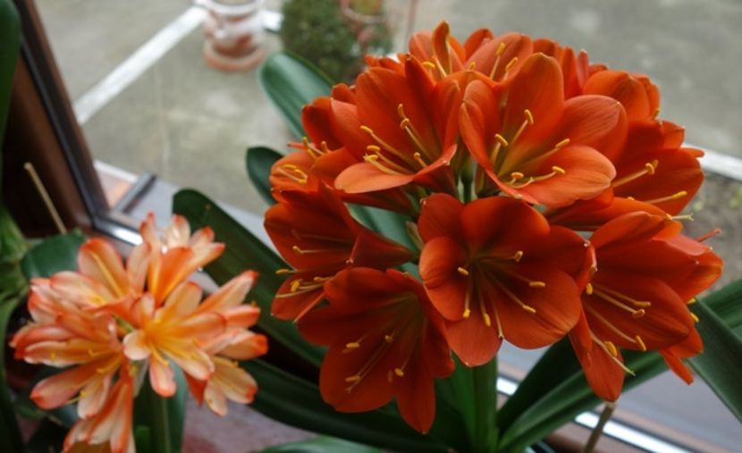 de 8 Martie (3) - clivia in 2017
