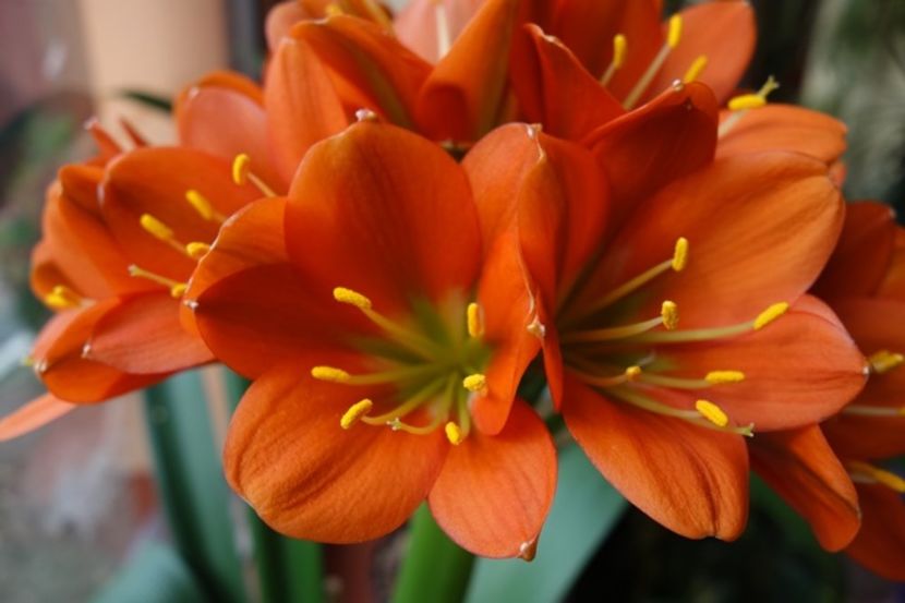 de 8 Martie (4) - clivia in 2017