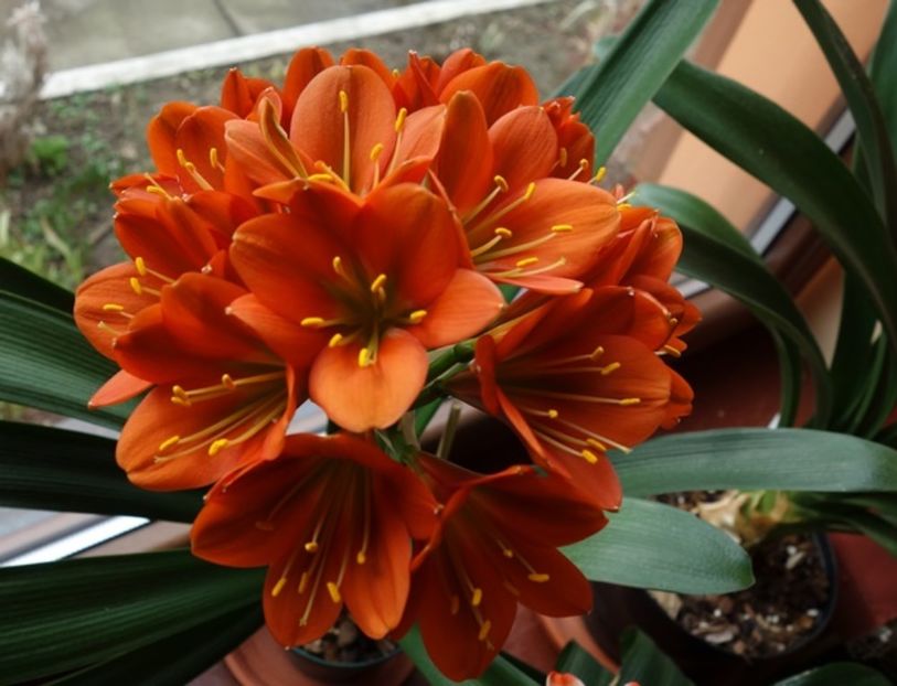de 8 Martie (5) - clivia in 2017