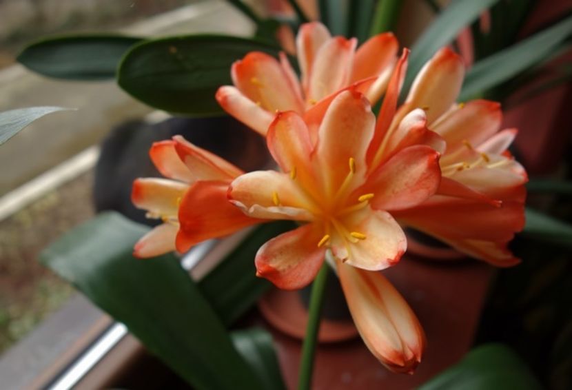 de 8 Martie (6) - clivia in 2017