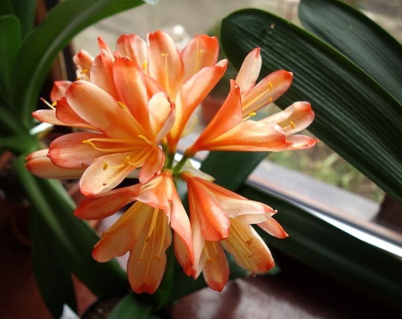 de 8 Martie (7) - clivia in 2017