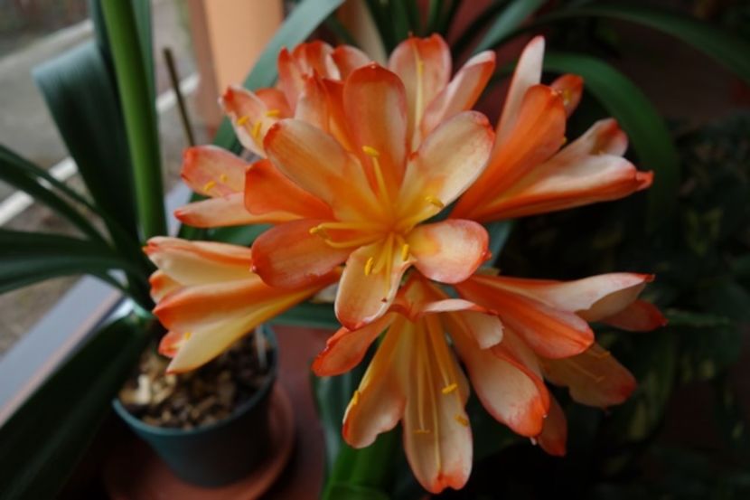 de 8 Martie (9) - clivia in 2017
