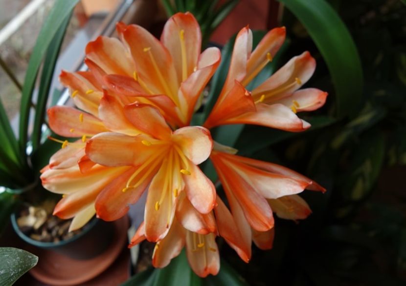 de 8 Martie (10) - clivia in 2017