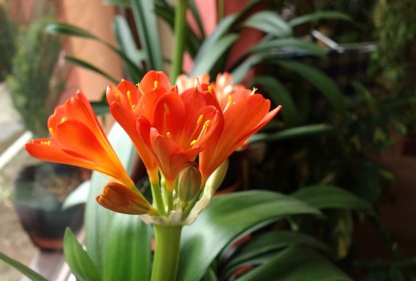 de 8 Martie (11) - clivia in 2017