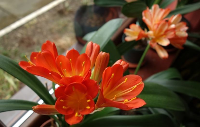 de 8 Martie (12) - clivia in 2017