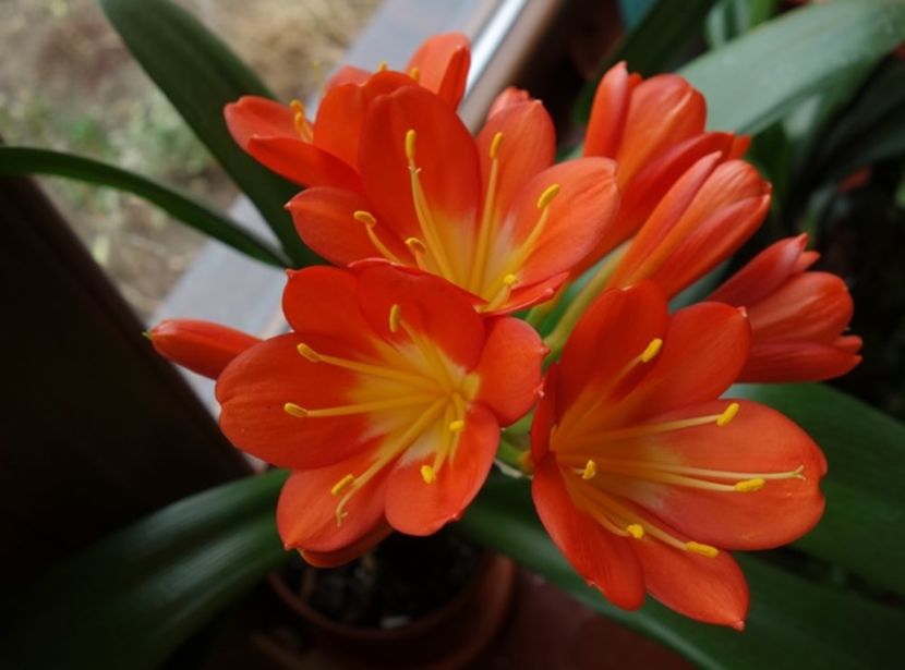 de 8 Martie (14) - clivia in 2017