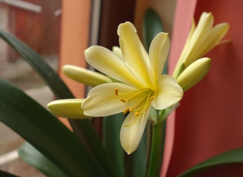 de 8 Martie (17) - clivia in 2017