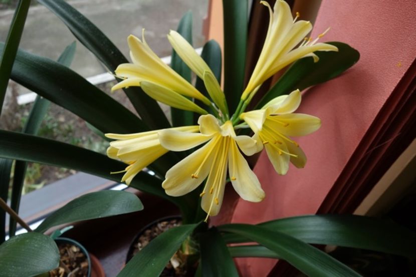 de 8 Martie (18) - clivia in 2017