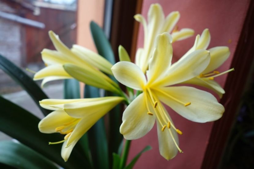 de 8 Martie (19) - clivia in 2017
