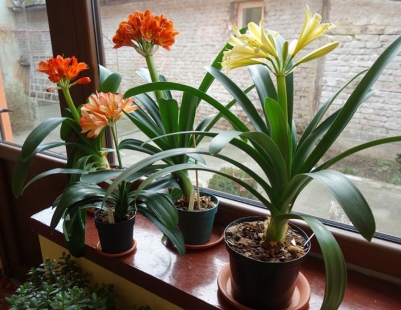 de 8 Martie (20) - clivia in 2017