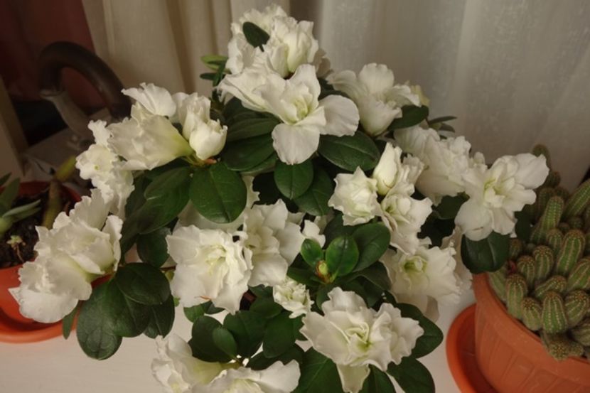 imaculata (6) - azalee