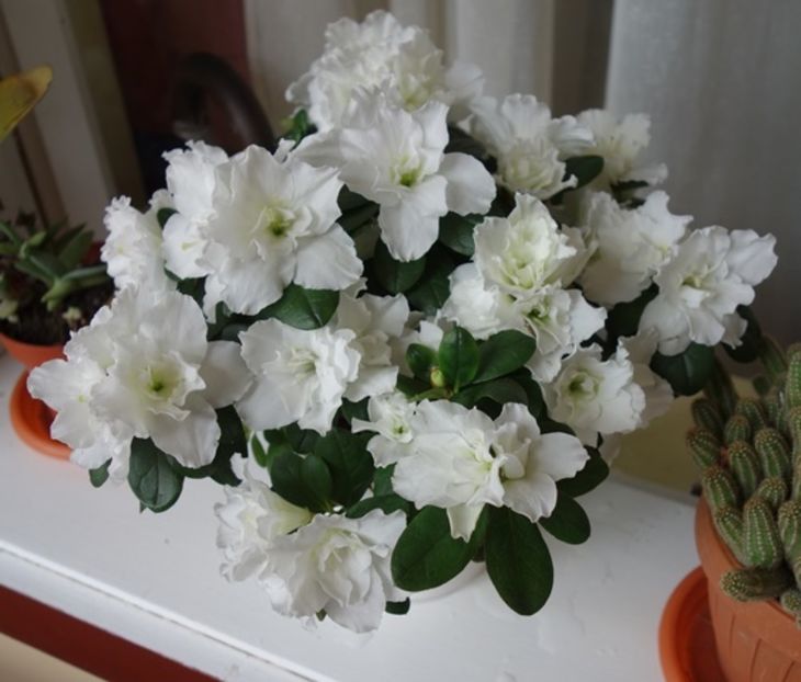 imaculata (7) - azalee