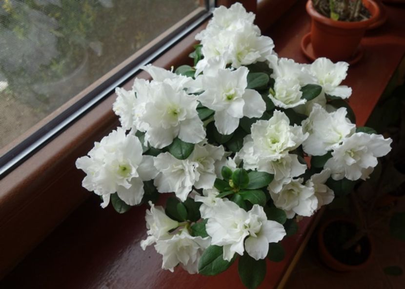 imaculata (8) - azalee