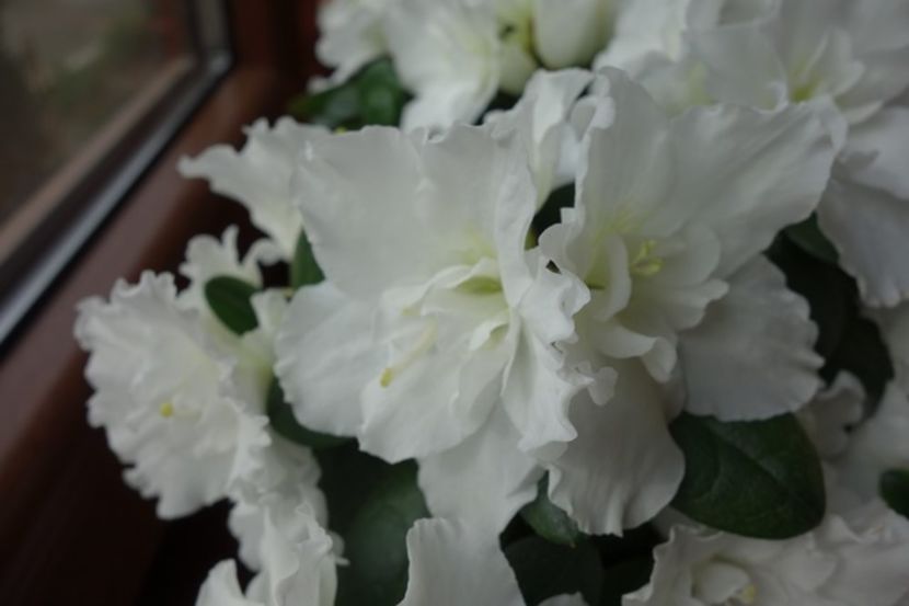 imaculata (10) - azalee