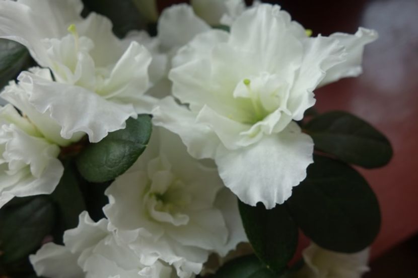 imaculata (11) - azalee