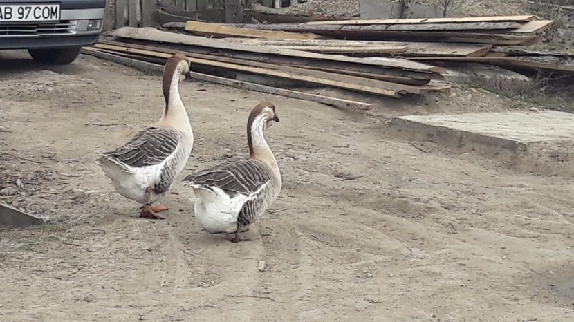 20170308_115243(0) - a Gaste Africane matca 2017