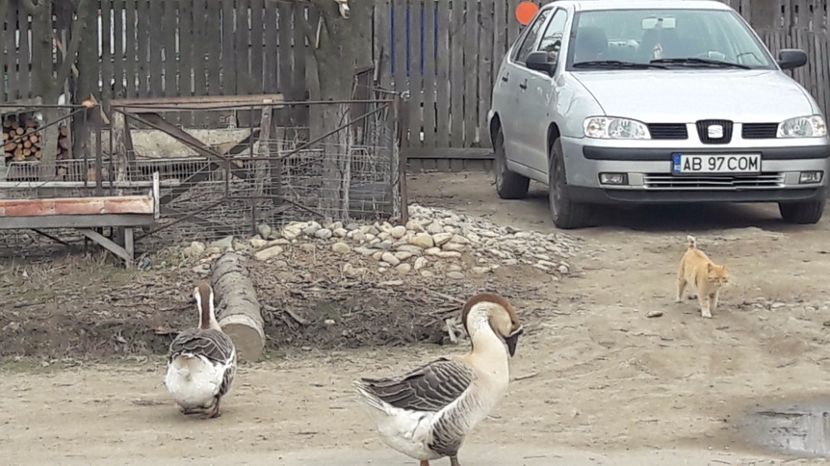  - a Gaste Africane matca 2017