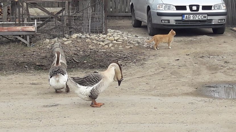  - a Gaste Africane matca 2017