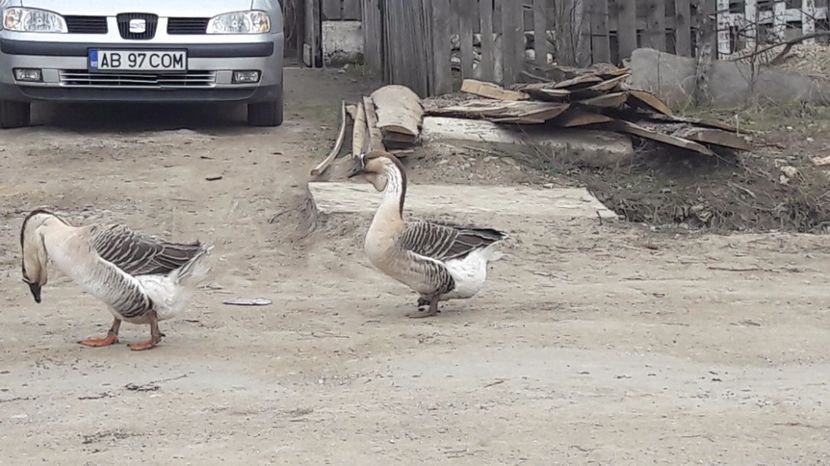  - a Gaste Africane matca 2017