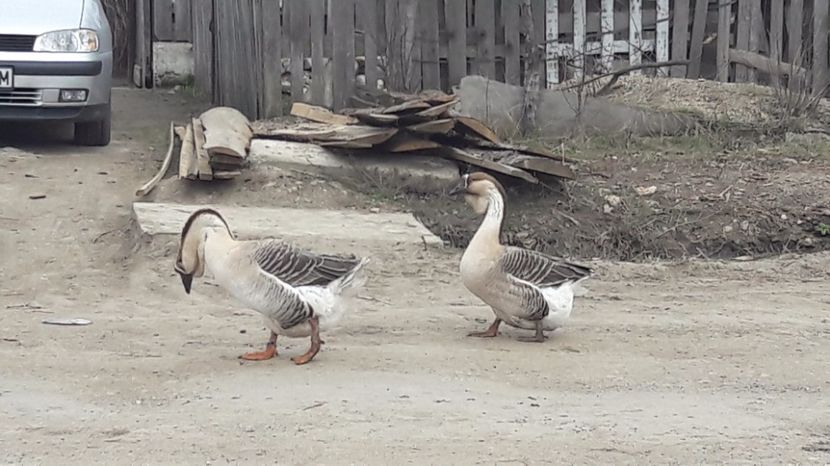  - a Gaste Africane matca 2017