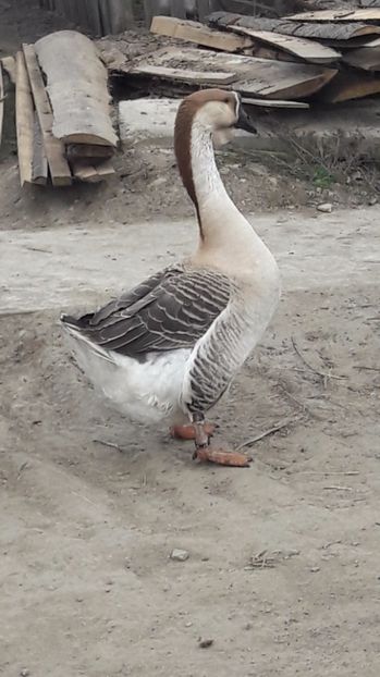  - a Gaste Africane matca 2017