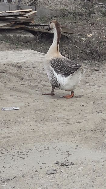  - a Gaste Africane matca 2017