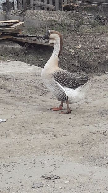  - a Gaste Africane matca 2017