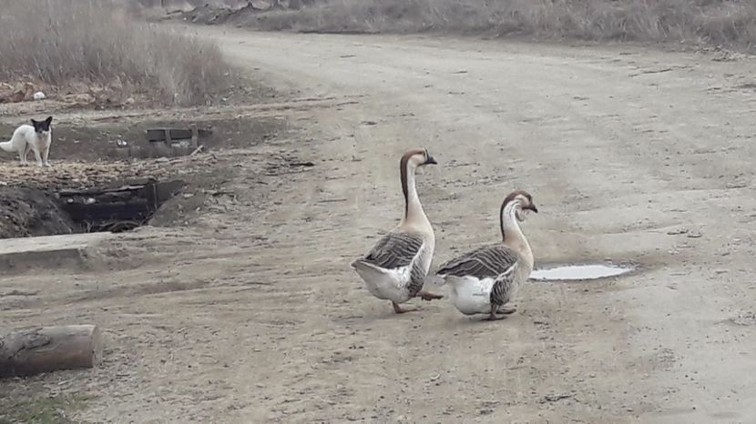  - a Gaste Africane matca 2017