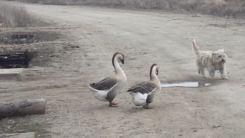  - a Gaste Africane matca 2017