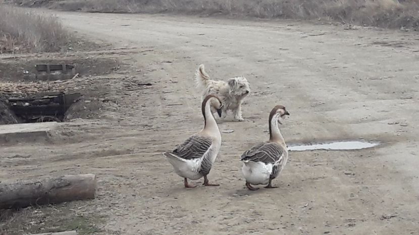  - a Gaste Africane matca 2017