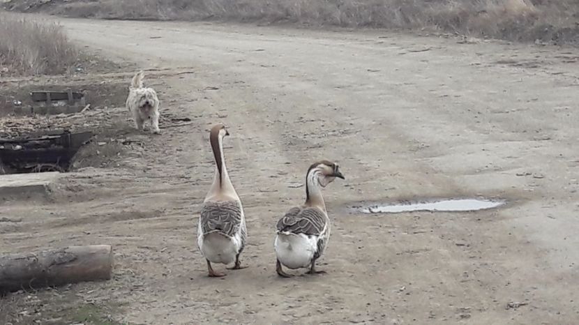  - a Gaste Africane matca 2017