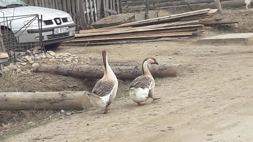  - a Gaste Africane matca 2017