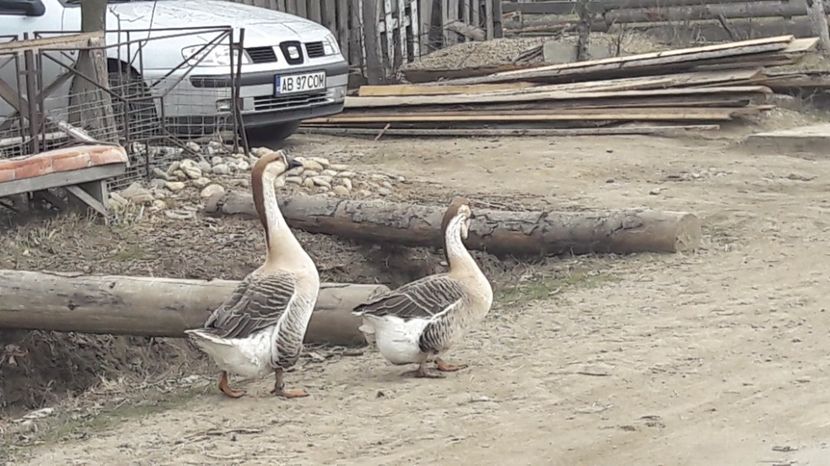  - a Gaste Africane matca 2017