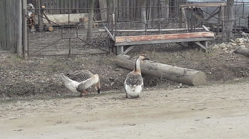  - a Gaste Africane matca 2017