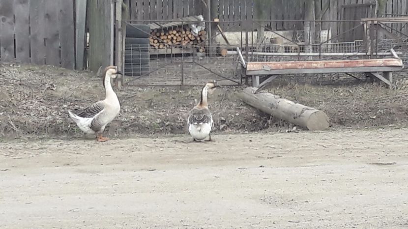  - a Gaste Africane matca 2017