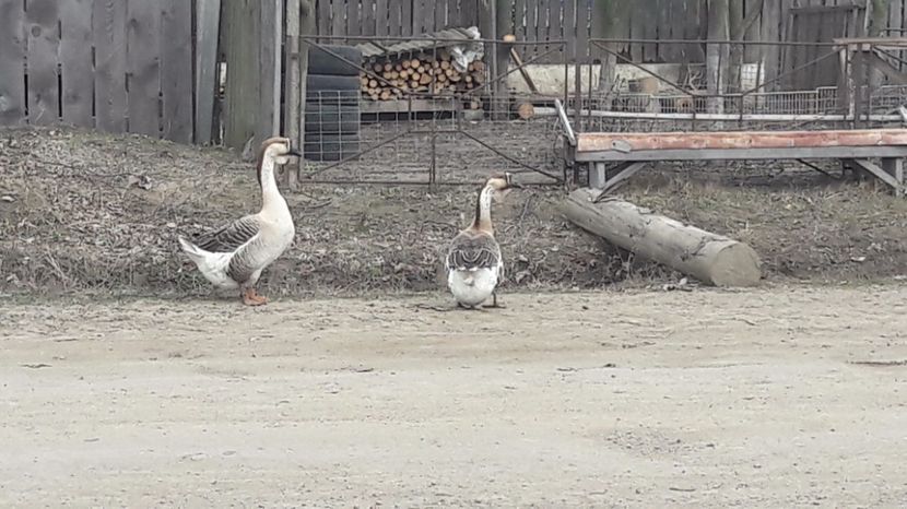 20170308_114550(0) - a Gaste Africane matca 2017