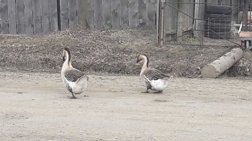  - a Gaste Africane matca 2017