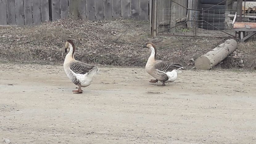  - a Gaste Africane matca 2017