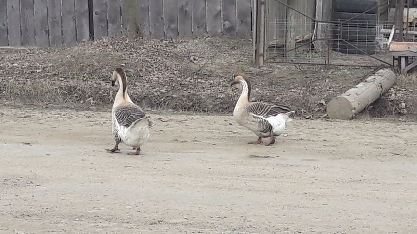 20170308_114533(0) - a Gaste Africane matca 2017