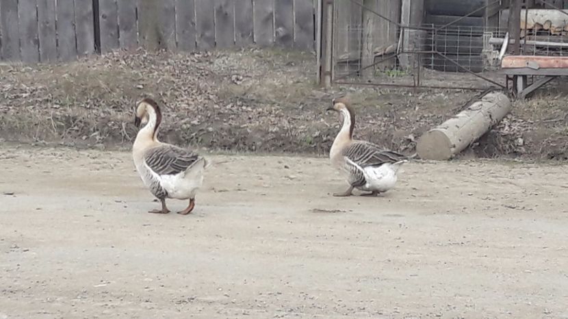  - a Gaste Africane matca 2017