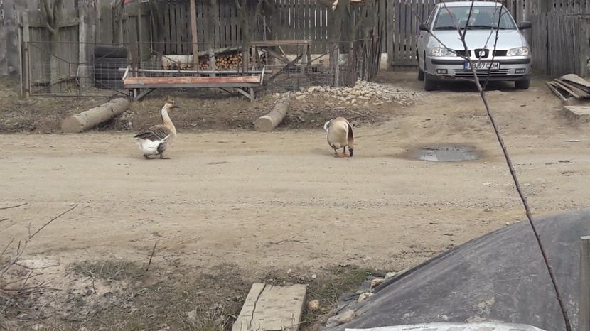  - a Gaste Africane matca 2017