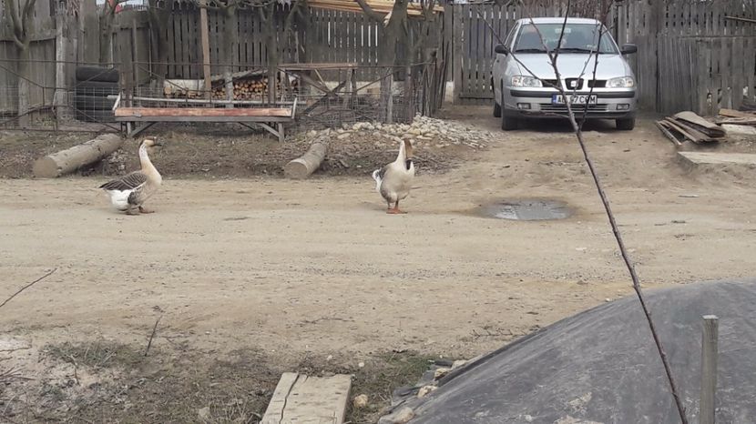  - a Gaste Africane matca 2017