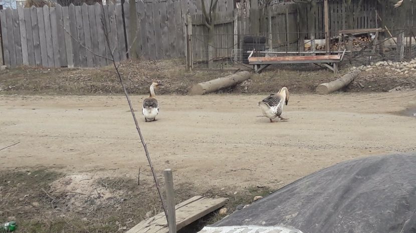  - a Gaste Africane matca 2017