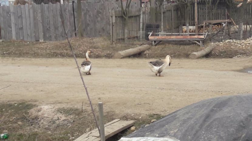  - a Gaste Africane matca 2017