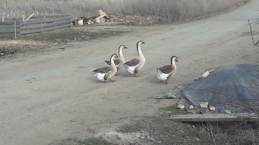  - a Gaste Africane matca 2017