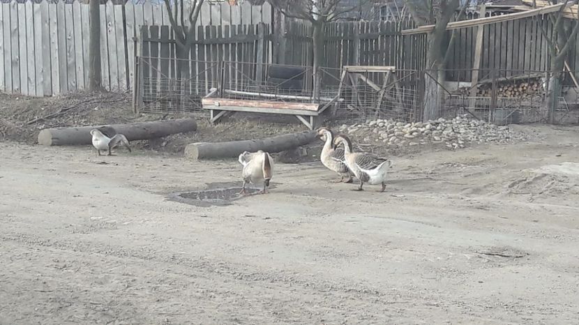  - a Gaste Africane matca 2017