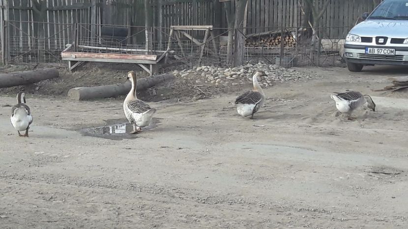  - a Gaste Africane matca 2017