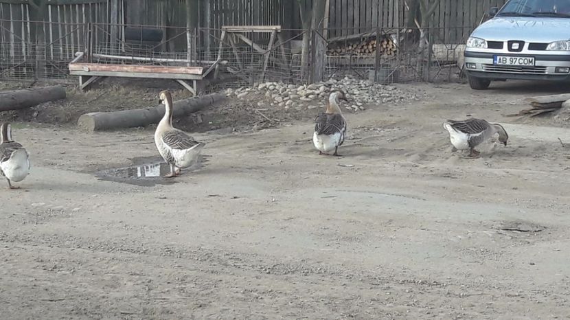  - a Gaste Africane matca 2017