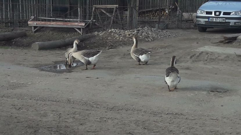  - a Gaste Africane matca 2017